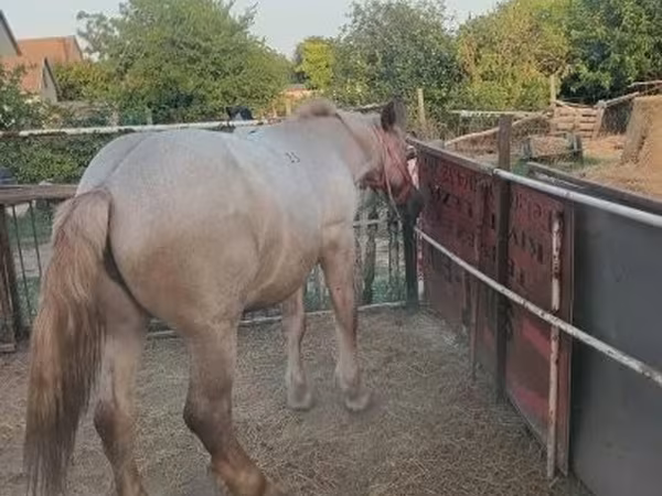 Horse (M), Horses — Hungary