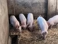 Pigs (batch, sex not specified), Pigs — photo 4