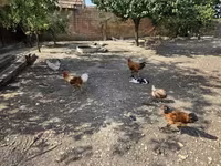 Chickens — photo 3