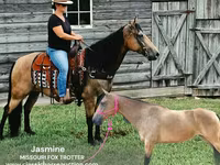 Mare, Missouri foxtrotter — photo 1