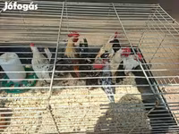 Holländisches Bantam — Foto 2