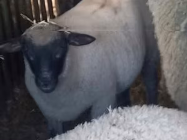 母羊, Sheep