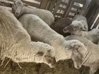 Sheep, Blackheaded Persian sheep — photo 6