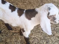 Billy Goat, Nubian Goat — photo 1