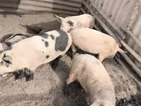 Säue, Schweine — Foto 1