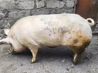 公猪, Pigs — 照片 3