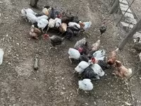 Chickens — photo 1