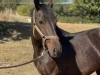 Caballo, Caballos — foto 1