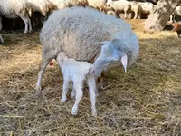 公羊, Sheep — 照片 4