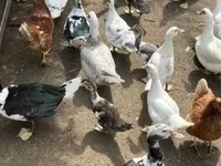 Ducks — photo 1