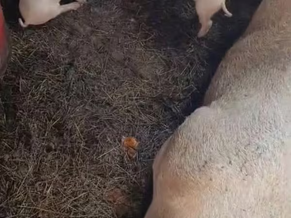 Pigs (batch, sex not specified), Pigs