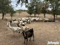 Billy Goat, Goats — photo 4