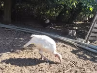 Turkeys — foto 1