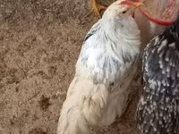 Chickens — photo 4