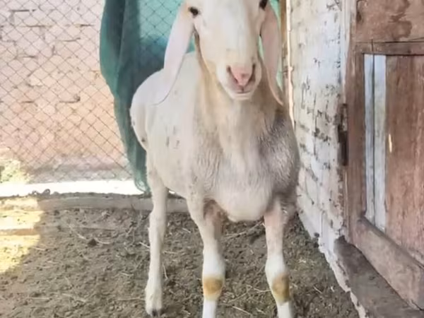 Kos, Rhon sheep