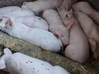 母猪, Pigs — 照片 2