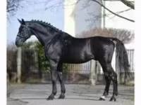 Horse (M), Nonius horse — photo 1