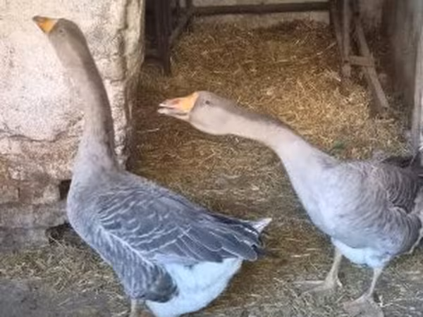 Geese