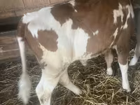 Taureau, Simmental cattle — photo 2