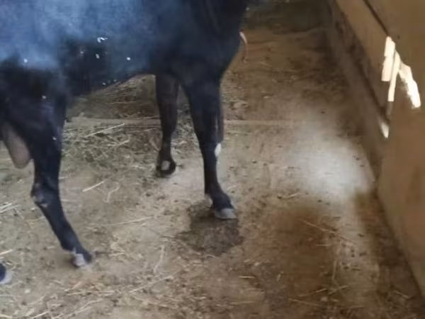 عنزة, Alpine goat