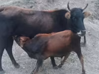 गाय, मवेशी — फ़ोटो 1