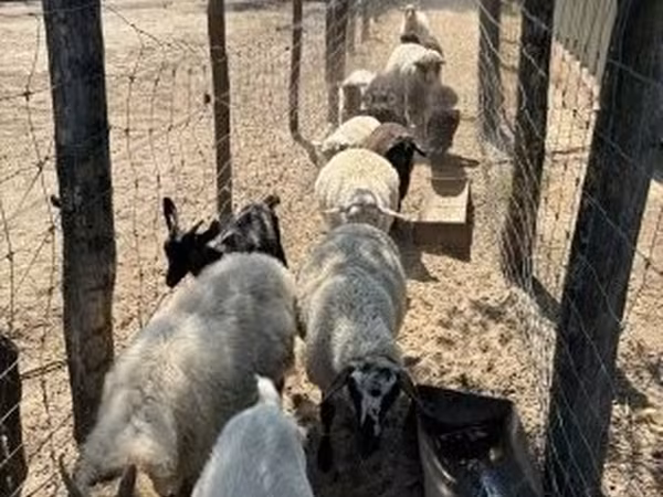 Ovelha, Merino sheep