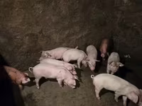 Boar, Pigs — photo 6