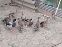 Ducks — 3. fotó