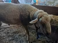 Kos, Lacaune sheep — 1. fotó