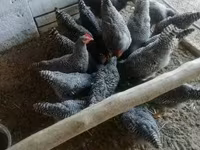 Chickens — Foto 3