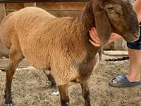 Sheep (batch, sex not specified), Blackheaded Persian sheep — photo 1