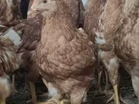 Chickens — zdjęcie 2