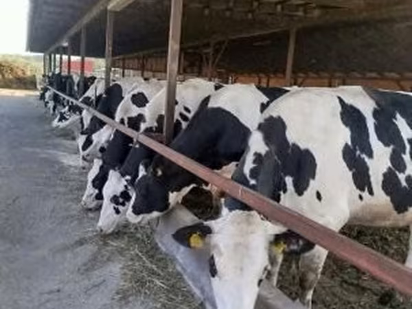 Tehén, Holstein fajta — Magyarország