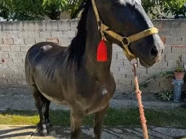 घोड़ा, Nonius horse