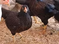 Chickens — 4. fotó