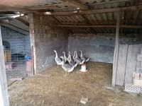 Geese — zdjęcie 1
