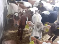 Szarvasmarha (tétel, nem megadva), Simmental cattle — 2. fotó