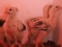 Chickens — Foto 6