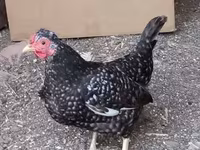 gallina danesa — foto 2