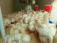 Chickens — foto 1