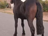 Hing, Friesian — 3. fotó