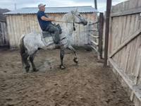 Lovak (tétel, nem megadva), Horse breed — 8. fotó
