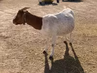 母山羊, Boer goat — 照片 3