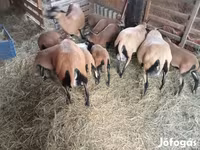 Sheep, Cameroon sheep — photo 4
