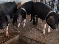 Sow, Pigs — photo 1