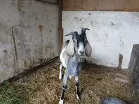 تيس, Nubian Goat — الصورة 1