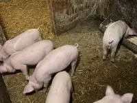 Boar, Pigs — photo 1