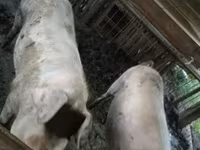 Süldőanya, Крупная белая — 1. fotó