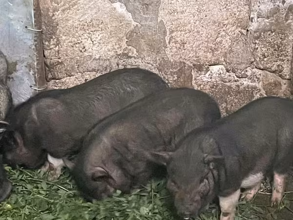 Boar, Вьетнамская вислобрюхая
