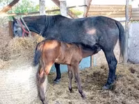Yegua, Caballos — foto 1